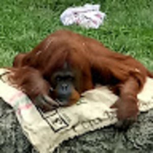 Meet your Posher, Sandy